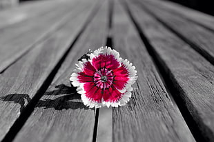 pink and white petaled flower on grey wooden surface