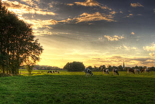 landscape photograph of cow on grass fields, cows, dutch HD wallpaper
