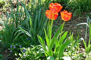 red Tulip flower during daytime