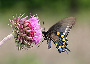 black and yellow butterfly perched on yellow petaled flower photograph, swallowtail