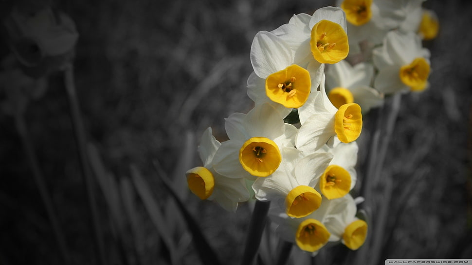 white and yellow petaled flowers, daffodils, flowers, selective coloring, plants HD wallpaper