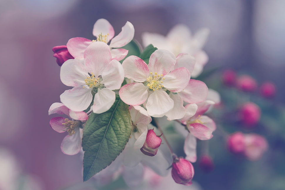 white and pink petaled flower HD wallpaper