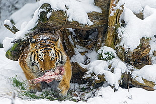flesh bone at tiger mouth during winter