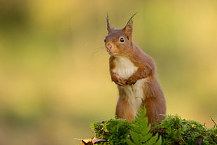 brown squirrel, nature, animals, squirrel HD wallpaper