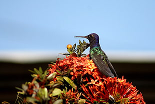 hummingbird on top of ixora flower HD wallpaper