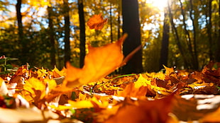 brown dry leaves, nature, forest, leaves, fall HD wallpaper