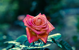 pink rose, nature, rose, flowers, water drops
