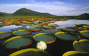 lotus pad on body of water near mountain