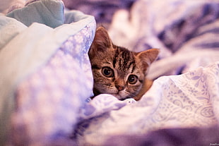 gray and brown Tabby kitten on purple textile