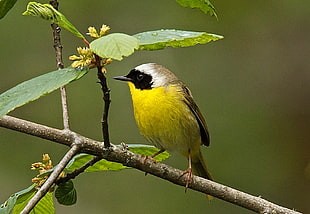 yellow, brown, and white small beak bird perched on tree branch at daytime, warbler