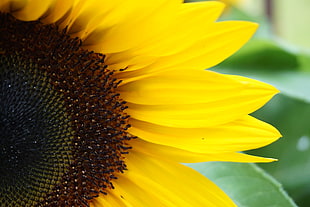 close-up photography of Sun flower, sunflowers HD wallpaper