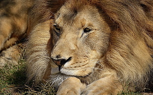 lion laying on green grass