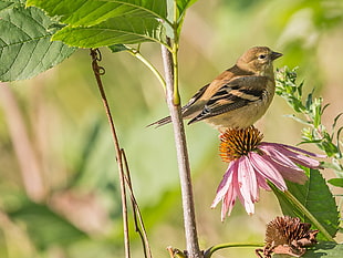 brown and black bird on pink flower at daytime