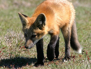 close up photo of tan fox on green grass