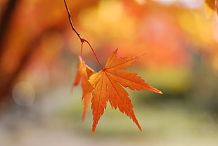photo of brown leaf during daytime HD wallpaper