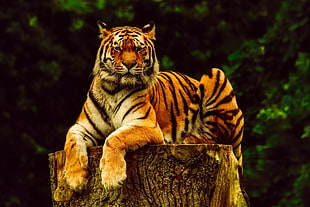 tiger sitting on log near green trees during daytime