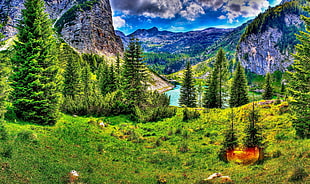 green trees in mountain, landscape, HDR