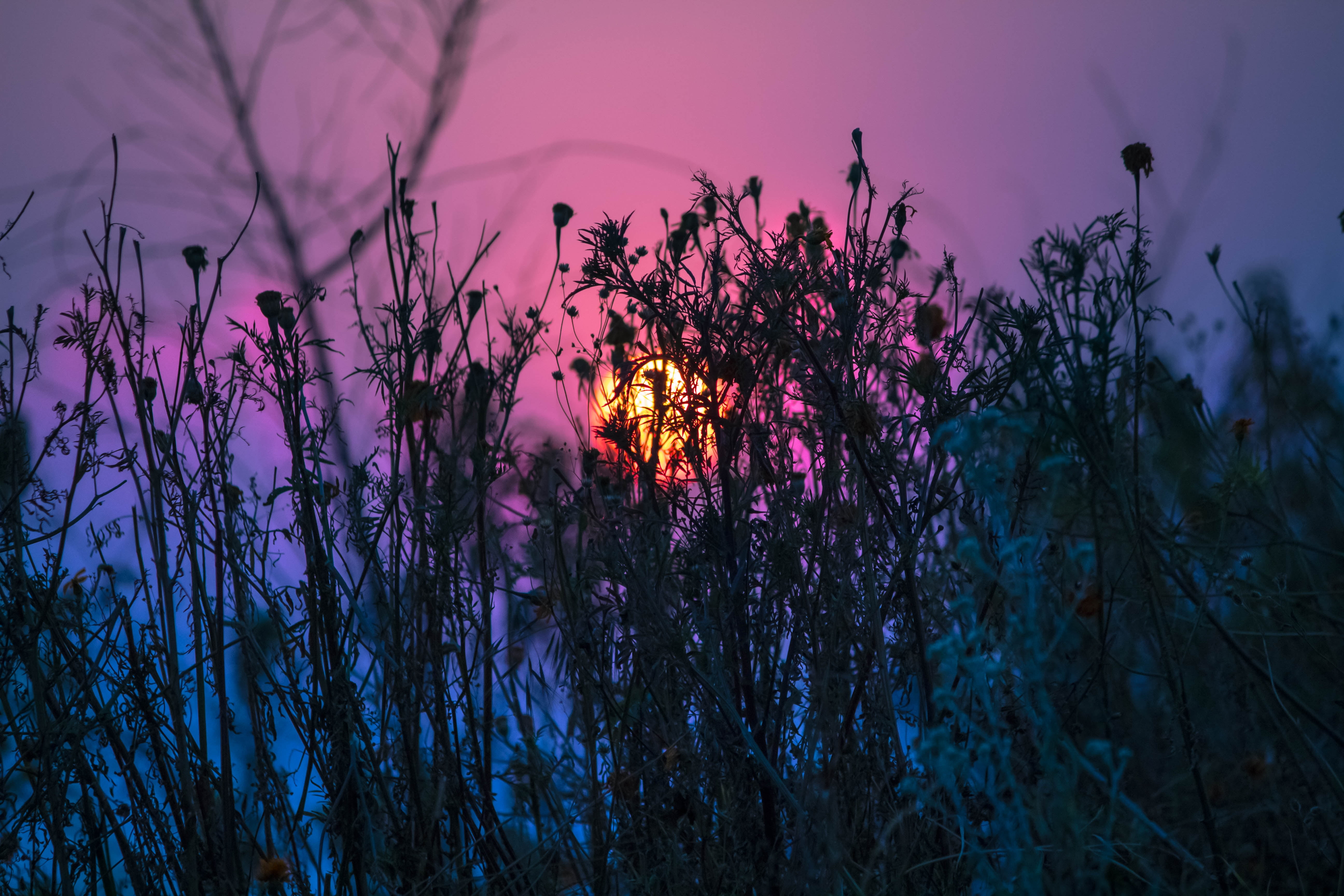 silhouette of plants, Grass, Plant, Light