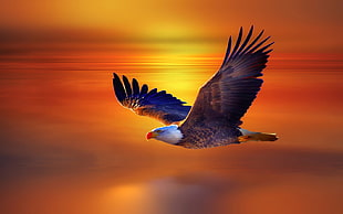 American bald eagle, animals, eagle, birds HD wallpaper