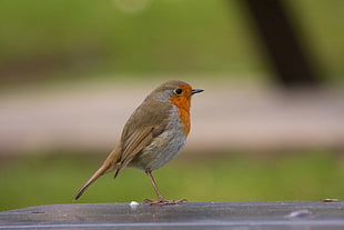 macro photography of brown bird on gray wooden surface, robin