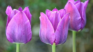 three purple tulips, flowers, photography, tulips