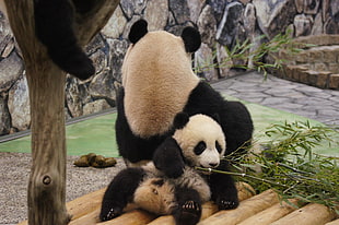 adult and baby panda on daytime
