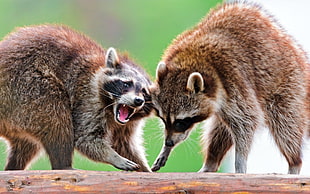 two brown racoons
