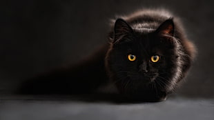 short-fur black cat, black cats, cat, animals, cat eyes HD wallpaper