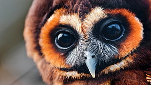 brown and gray owl, birds, owl, closeup, animals