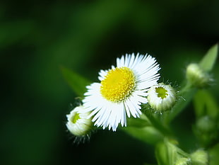 white Aster flowers selective-focus photography
