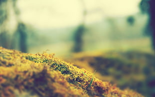 shallow focus photo of green leaf