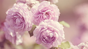purple roses, landscape, pink flowers