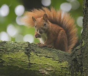 photo of brown squirrel on tree, red squirrel