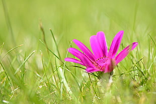 selective focus photography of pink petaled flower near grasses HD wallpaper