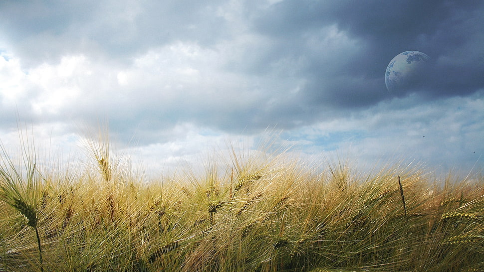green grass photo during daytime HD wallpaper