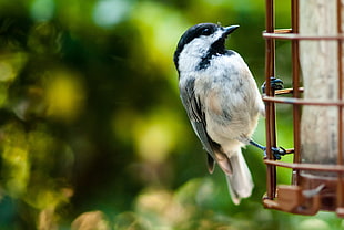 gray Nuthatch bird perched on cage