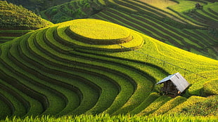 rice terraces, landscape, field, rice paddy