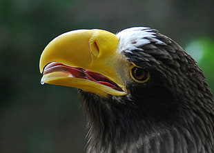 close up photograph of falcon opening its beak, steller, sea eagle