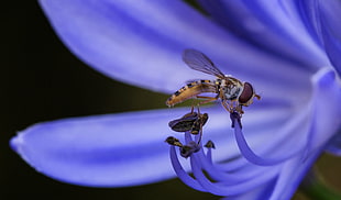 brown and purple Robber Fly of purple flower