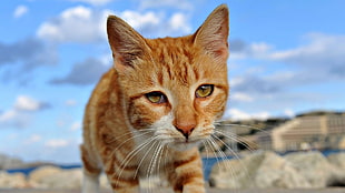 orange tabby cat on rocky area HD wallpaper