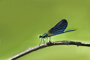 close up photo of Damselfly perched on brown twig, caballito