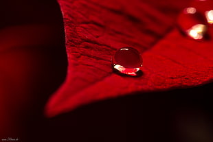 selective focus photography of water HD wallpaper