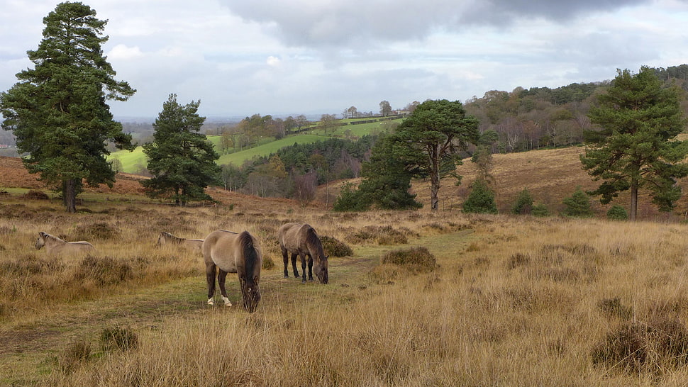 two horses on grass field near trees, forest view HD wallpaper