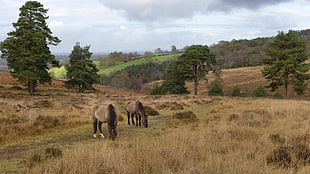 two horses on grass field near trees, forest view