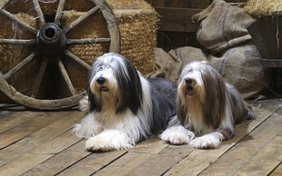 two white-and-black dogs