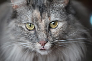 brown short fur cat closeup photography HD wallpaper