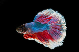 blue, red and white fighting Siamese fish
