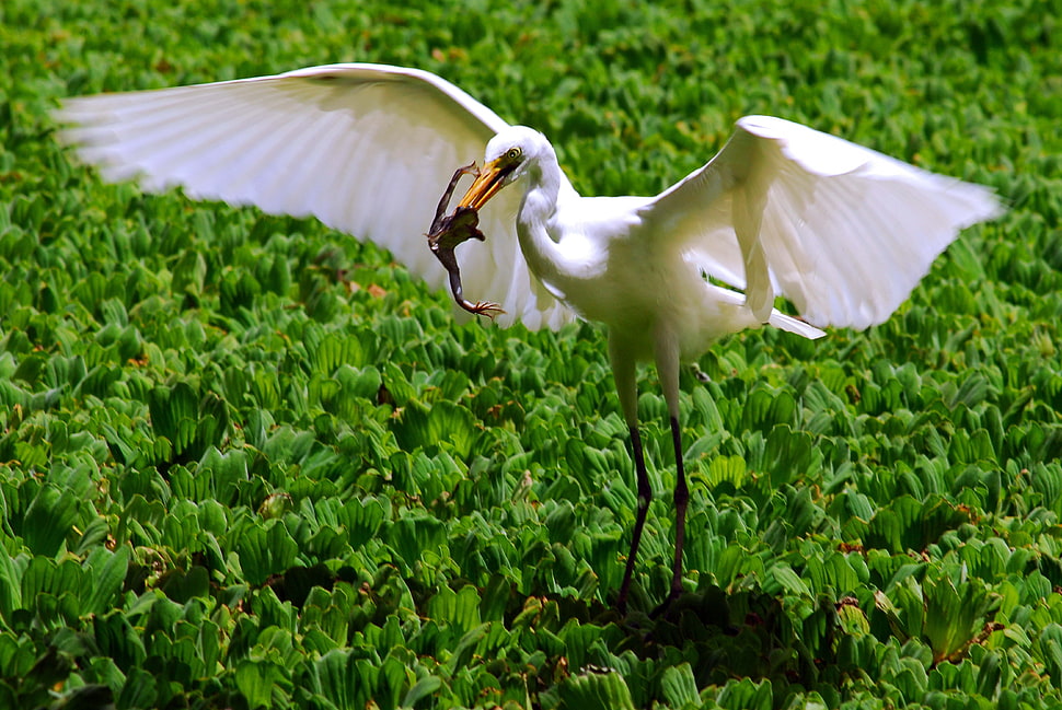 Great Egret HD wallpaper