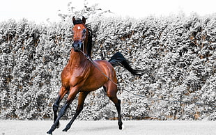 selective color photo of brown and black running horse