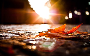 sunlight over maple leaf on pavement